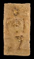 Lucy (Australaupithecus afarensis, 3,2 Ma) - Moulage du squelette